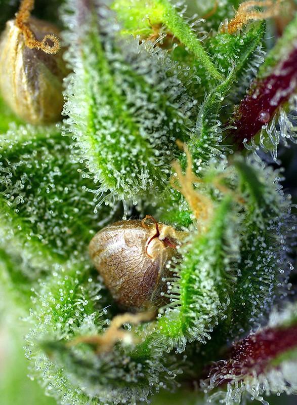 Sweet-Seeds-Green-Poison-Feminized-Cannabis-Seeds-Annibale-Seedshop-2