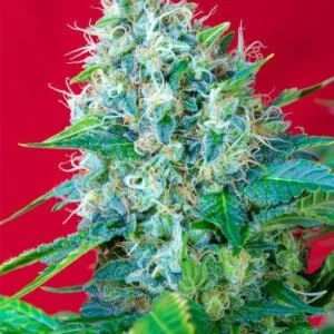 Sweet-Seeds-Green-Poison-Feminized-Cannabis-Seeds-Annibale-Seedshop