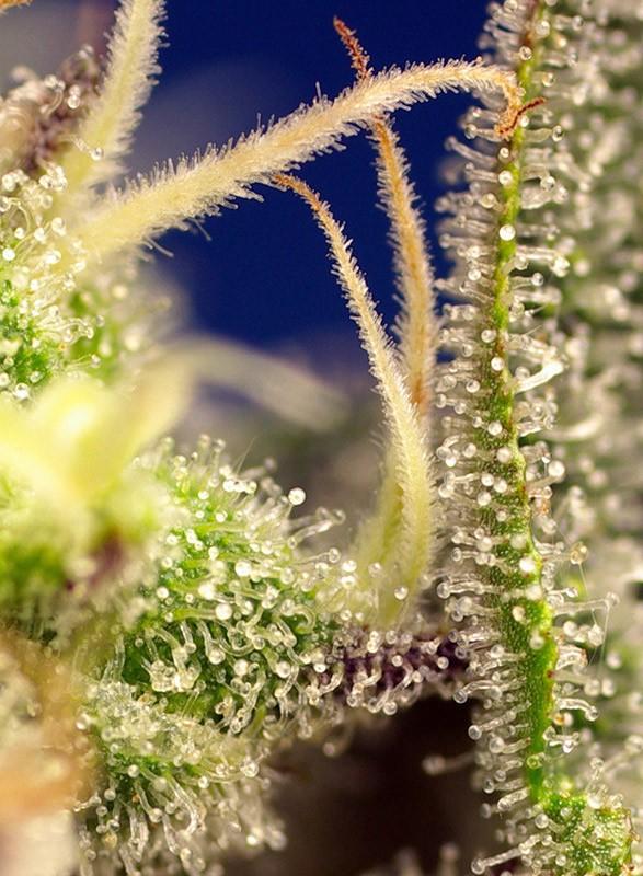 Sweet-Seeds-Green-Poison-XL-Auto-Feminized-Cannabis-Seeds-Annibale-Seedshop-1