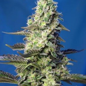 Sweet-Seeds-Green-Poison-XL-Auto-Feminized-Cannabis-Seeds-Annibale-Seedshop