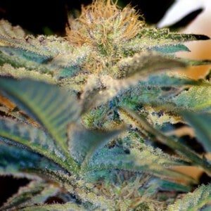 Sweet-Seeds-Mohan-Ram-Feminized-Cannabis-Seeds-Annibale-Seedshop