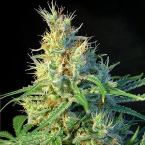 Sweet-Seeds-Psicodelicia-Feminized-Cannabis-Seeds-Annibale-Seedshop