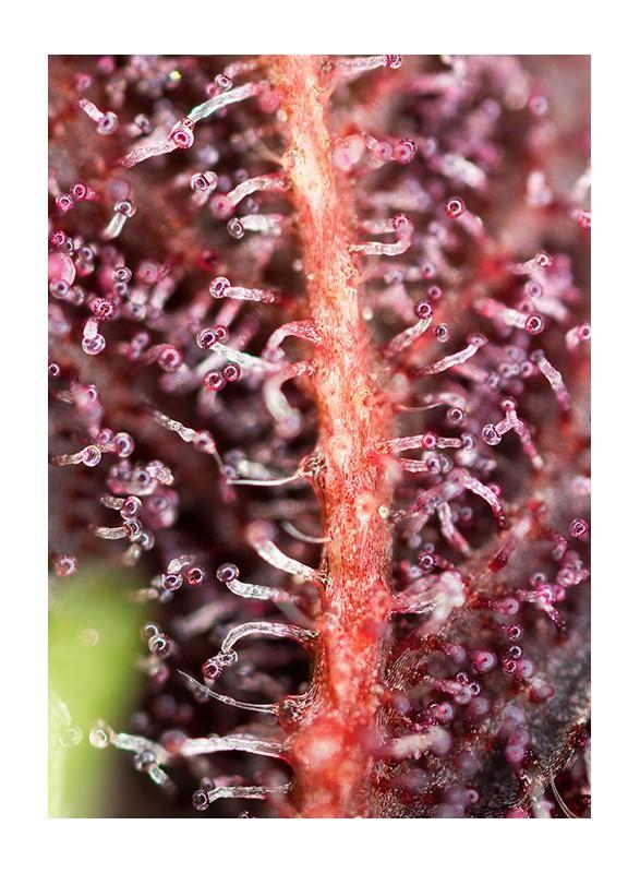 Sweet-Seeds-Red-Hot-Cookies-Feminized-Cannabis-Seeds-Annibale-Seedshop-1