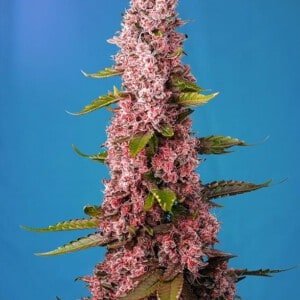 Sweet-Seeds-Red-Hot-Cookies-Feminized-Cannabis-Seeds-Annibale-Seedshop