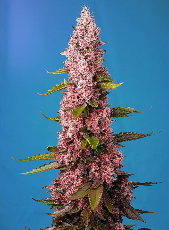 Sweet-Seeds-Red-Hot-Cookies-Feminized-Cannabis-Seeds-Annibale-Seedshop