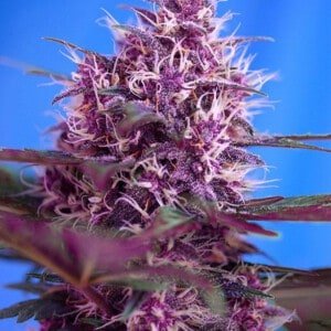 Sweet-Seeds-Red-Poison-Auto-Feminized-Cannabis-Seeds-Annibale-Seedshop