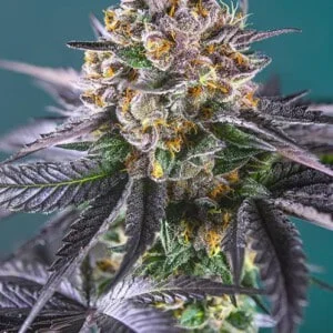 Sweet-Seeds-Red-Strawberry-Banana-Auto-Feminized-Cannabis-Seeds-Annibale-Seedshop