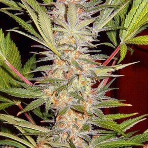 Sweet-Seeds-S.A.D-Fast-Version-Feminized-Cannabis-Seeds-Annibale-Seedshop