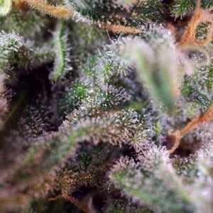 Sweet-Seeds-S.A.D-Feminized-Cannabis-Seeds-Annibale-Seedshop-