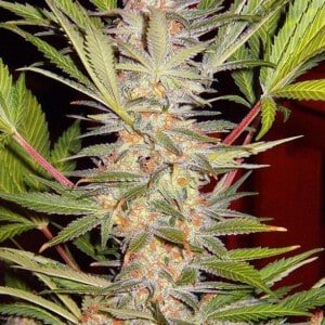 Sweet-Seeds-S.A.D-Feminized-Cannabis-Seeds-Annibale-Seedshop