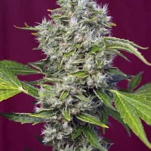 Sweet-Seeds-San-Fernando-Lemon-Kush-Feminized-Cannabis-Seeds-Annibale-Seedshop