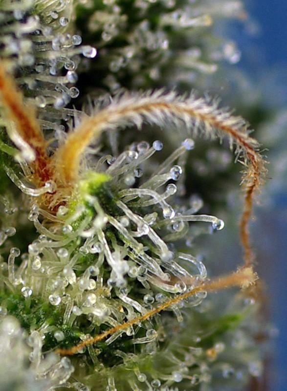 Sweet-Seeds-Sweet-Amnesia-Haze-Feminized-Cannabis-Seeds-Annibale-Seedshop-2