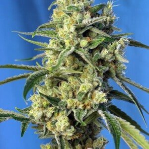 Sweet-Seeds-Sweet-Amnesia-Haze-Feminized-Cannabis-Seeds-Annibale-Seedshop