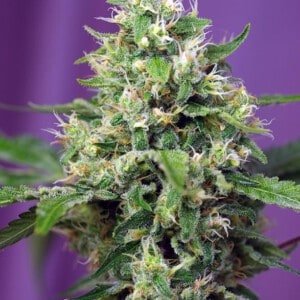 Sweet-Seeds-Sweet-Amnesia-Haze-XL-Auto-Feminized-Cannabis-Seeds-Annibale-Seedshop