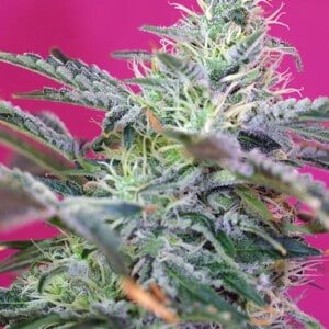 Sweet-Seeds-Sweet-Cheese-Auto-Feminized-Cannabis-Seeds-Annibale-Seedshop