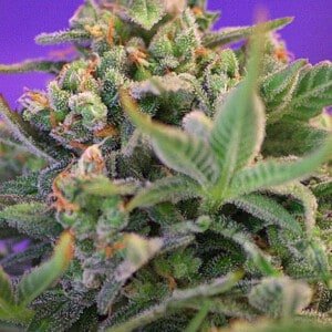 Sweet-Seeds-Sweet-Cheese-Feminized-Cannabis-Seeds-Annibale-Seedshop