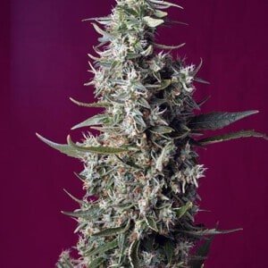 Sweet-Seeds-Sweet-Cherry-Pie-Feminized-Cannabis-Seeds-Annibale-Seedshop