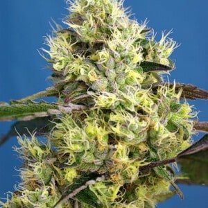 Sweet-Seeds-Sweet-Gelato-Auto-Feminized-Cannabis-Seeds-Annibale-Seedshop