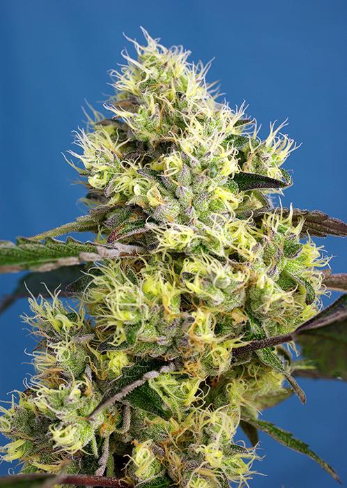 Sweet-Seeds-Sweet-Gelato-Auto-Feminized-Cannabis-Seeds-Annibale-Seedshop