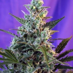 Sweet-Seeds-Sweet-Skunk-Auto-Feminized-Cannabis-Seeds-Annibale-Seedshop