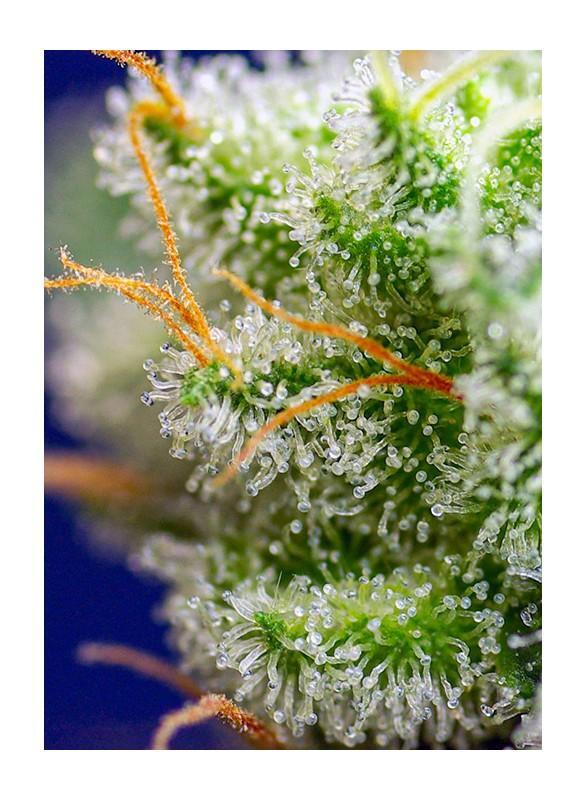 Sweet-Seeds-Sweet-Zensation-Feminized-Cannabis-Seeds-Annibale-Seedshop-1
