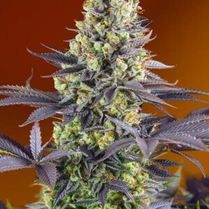 Sweet-Seeds-Sweet-Zensation-Feminized-Cannabis-Seeds-Annibale-Seedshop