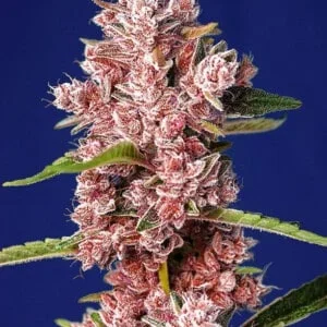 Sweet-Seeds-Tropicanna-Poison-F2-Fast-Version-Feminized-Cannabis-Seeds-Annibale-Seedshop