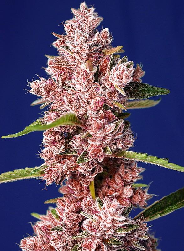 Sweet-Seeds-Tropicanna-Poison-F2-Fast-Version-Feminized-Cannabis-Seeds-Annibale-Seedshop