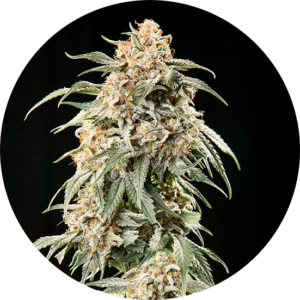 Top-Tao-Seeds-Big-Tao-Auto-Regular-Cannabis-Seeds-Annibale-Seedshop