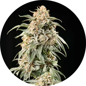 Top-Tao-Seeds-Big-Tao-Auto-Regular-Cannabis-Seeds-Annibale-Seedshop