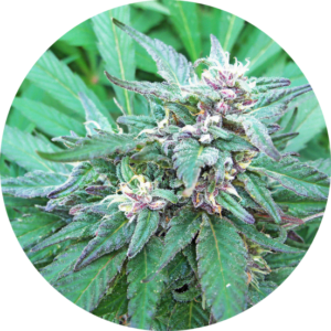 Top-Tao-Seeds-Blueberry-Crystal-Regolar-Cannabis-Seeds-Annibale-Seedshop