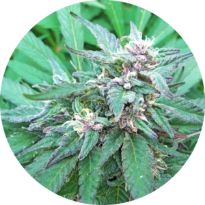 Top-Tao-Seeds-Blueberry-Crystal-Regolar-Cannabis-Seeds-Annibale-Seedshop