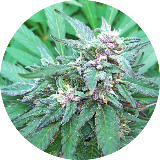 Top-Tao-Seeds-Blueberry-Crystal-Regolar-Cannabis-Seeds-Annibale-Seedshop