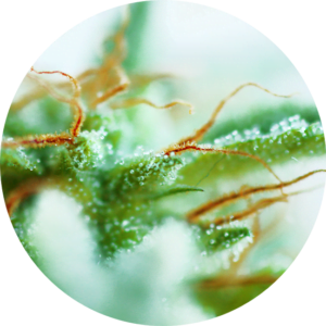 Top-Tao-Seeds-Early-Sativa-Regular-Cannabis-Seeds-Annibale-Seedshop