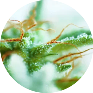 Top-Tao-Seeds-Early-Sativa-Regular-Cannabis-Seeds-Annibale-Seedshop