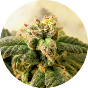 Top-Tao-Seeds-Early-Top-Tao-Regular-Cannabis-Seeds-Annibale-Seedshop