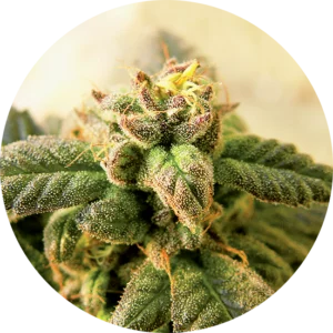 Top-Tao-Seeds-Early-Top-Tao-Regular-Cannabis-Seeds-Annibale-Seedshop