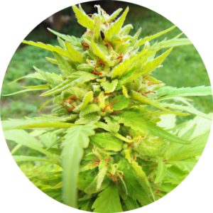 Top-Tao-Seeds-Golden-Canary-Auto-Regular-Cannabis-Seeds-Annibale-Seedshop