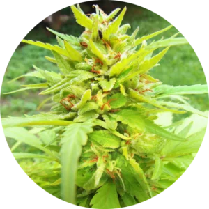 Top-Tao-Seeds-Golden-Canary-Auto-Regular-Cannabis-Seeds-Annibale-Seedshop