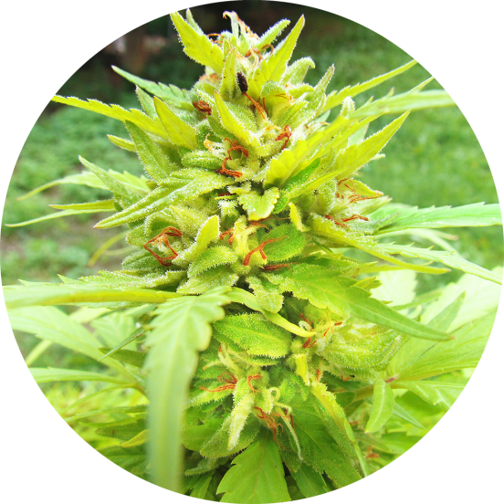 Top-Tao-Seeds-Golden-Canary-Auto-Regular-Cannabis-Seeds-Annibale-Seedshop