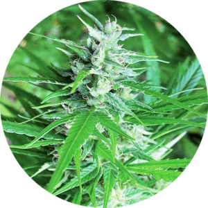 Top-Tao-Seeds-Haze-Tao-Auto-Regular-Cannabis-Seeds-Annibale-Seedshop