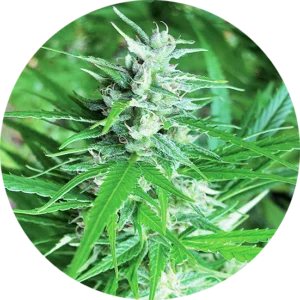 Top-Tao-Seeds-Haze-Tao-Auto-Regular-Cannabis-Seeds-Annibale-Seedshop