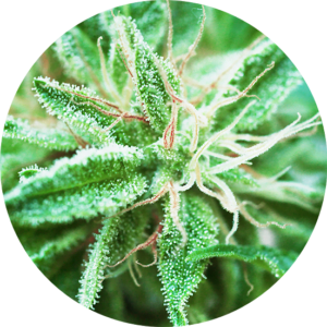 Top-Tao-Seeds-Sativa-Samadhi-Regular-Cannabis-Seeds-Annibale-Seedshop