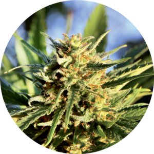 Top-Tao-Seeds-Super-Tao-Auto-Regular-Cannabis-Seeds-Annibale-Seedshop