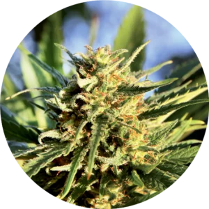 Top-Tao-Seeds-Super-Tao-Auto-Regular-Cannabis-Seeds-Annibale-Seedshop