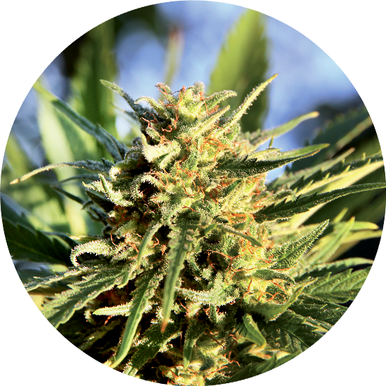 Top-Tao-Seeds-Super-Tao-Auto-Regular-Cannabis-Seeds-Annibale-Seedshop