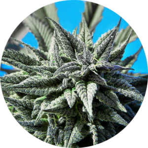 Top-Tao-Seeds-Tao-Blueberry-Auto-Regular-Cannabis-Seeds-Annibale-Seedshop