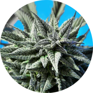 Top-Tao-Seeds-Tao-Blueberry-Auto-Regular-Cannabis-Seeds-Annibale-Seedshop