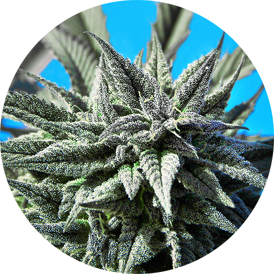 Top-Tao-Seeds-Tao-Blueberry-Auto-Regular-Cannabis-Seeds-Annibale-Seedshop