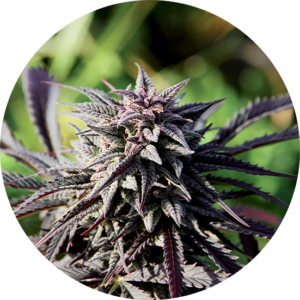 Top-Tao-Seeds-Tao-Purple-Regular-Cannabis-Seeds-Annibale-Seedshop